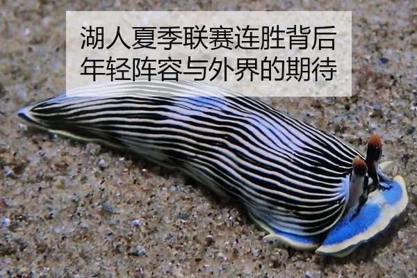 湖人夏季联赛连胜背后 年轻阵容与外界的期待